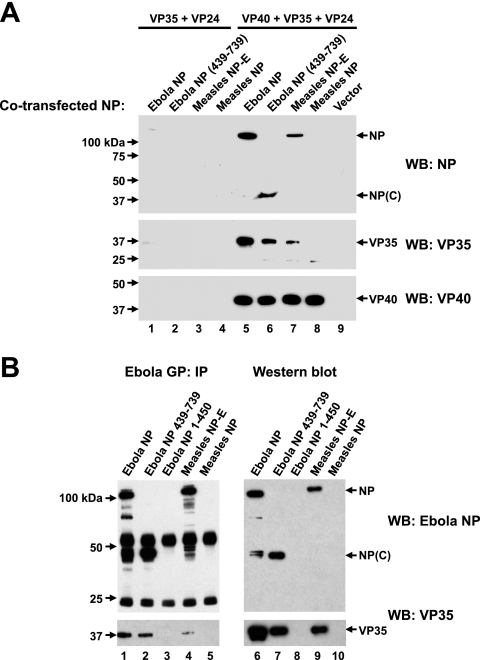 FIG. 7.