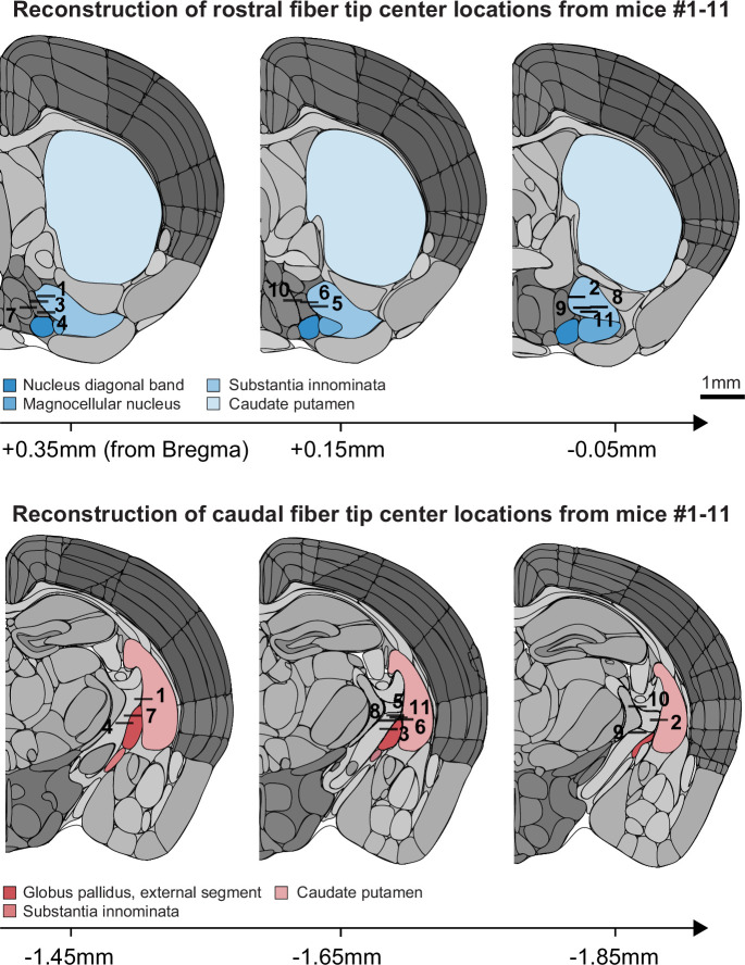 Figure 1—figure supplement 1.