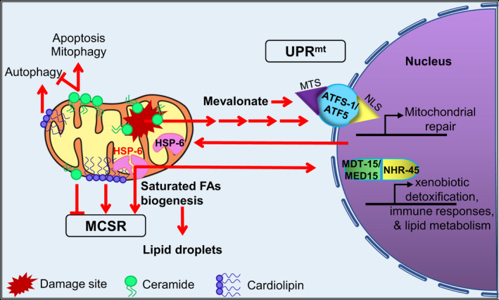 FIGURE 4