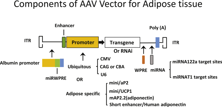 Figure 1