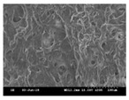 graphic file with name polymers-13-02120-i004.jpg