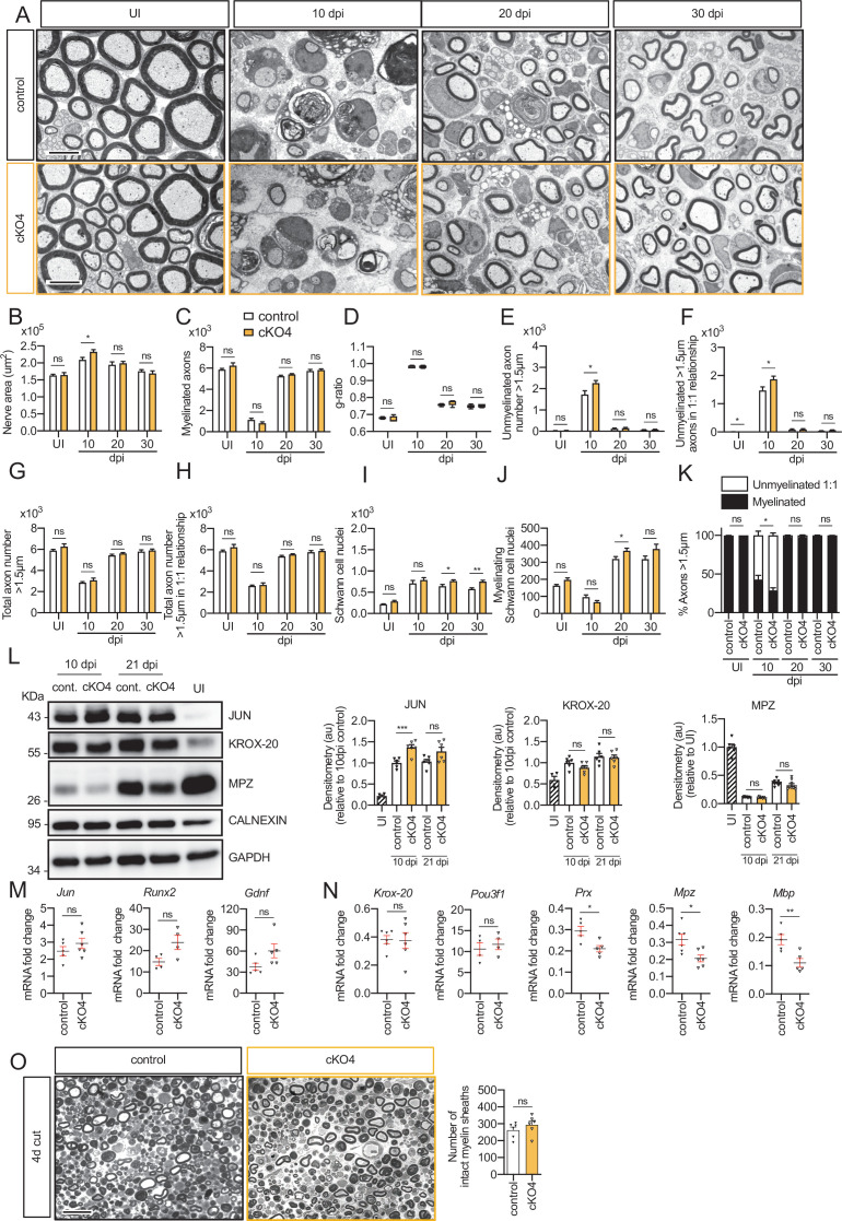 Figure 4—figure supplement 1.