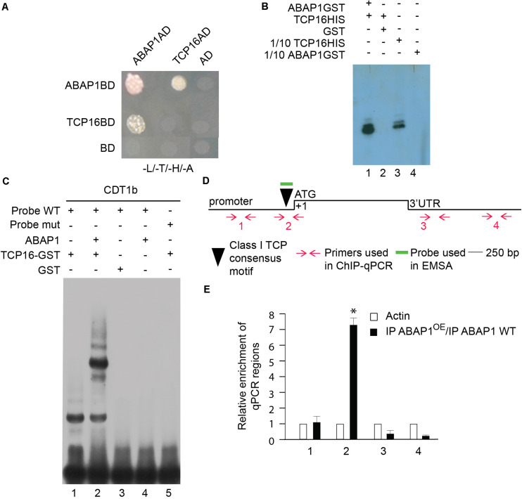 FIGURE 4