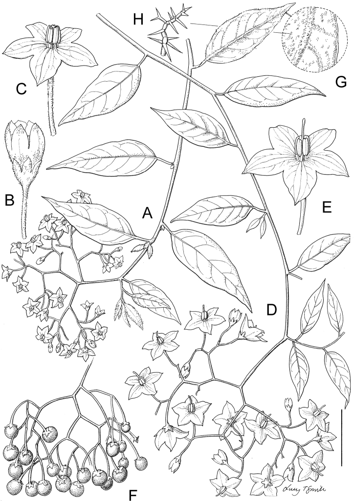 Figure 21.