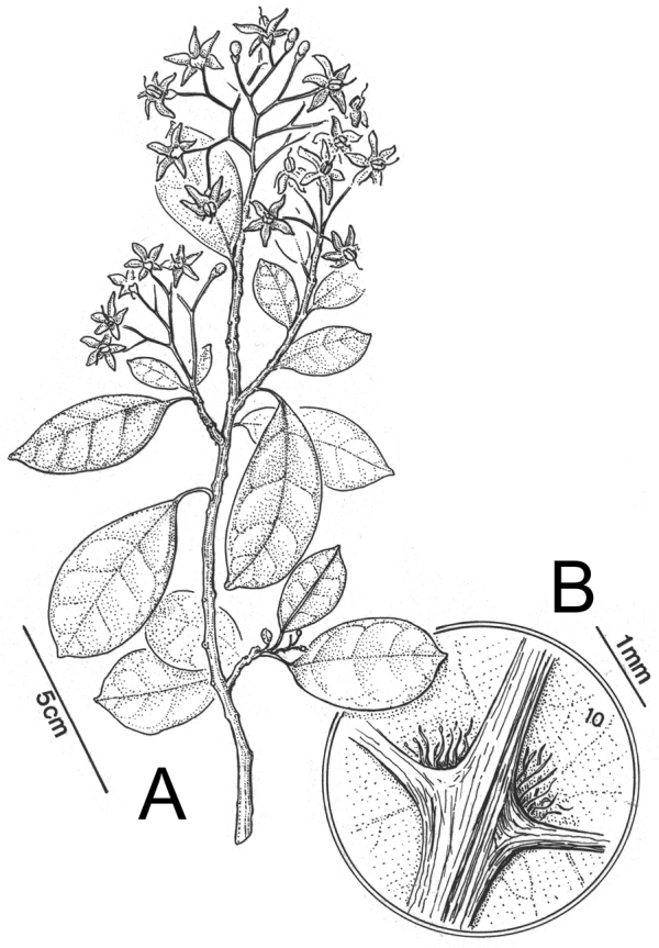 Figure 13.