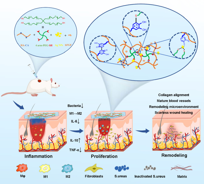 graphic file with name 12951_2023_2209_Figa_HTML.jpg