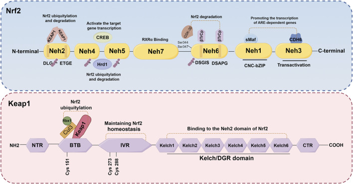 FIGURE 3