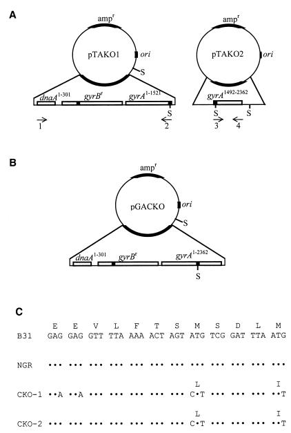 FIG. 1