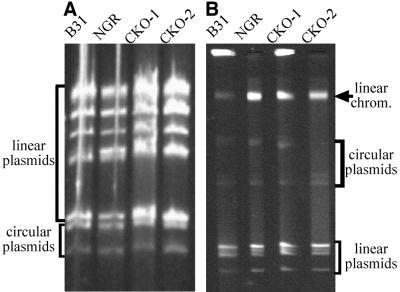 FIG. 4