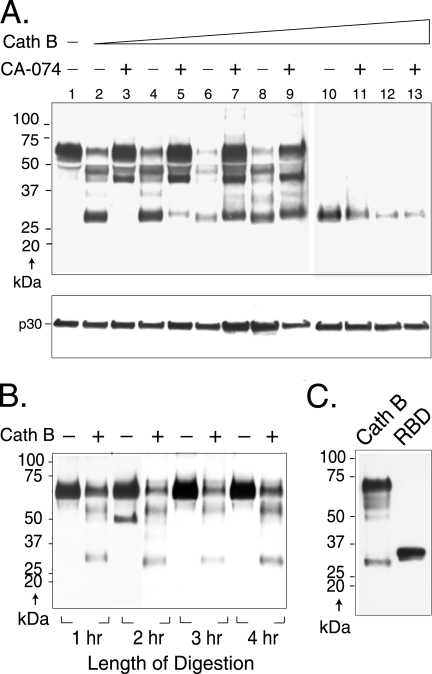 FIG. 7.