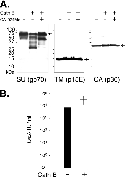 FIG. 6.