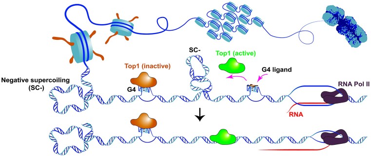 Graphical Abstract