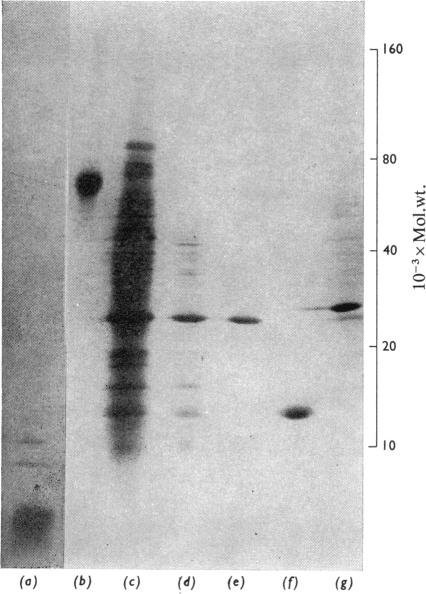 PLATE 1