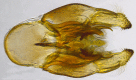 Figure 6d.