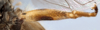 Figure 1e.