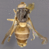 Figure 6a.