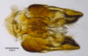 Figure 2b.