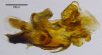 Figure 2c.