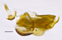 Figure 10f.