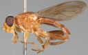 Figure 7b.