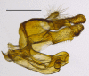 Figure 7e.