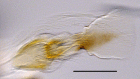 Figure 9c.