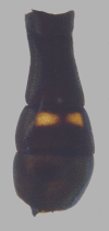 Figure 11e.