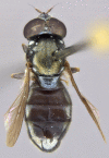 Figure 12a.