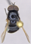 Figure 13a.