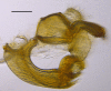 Figure 5e.