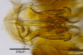 Figure 2d.
