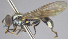 Figure 11b.
