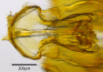 Figure 4d.