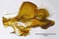 Figure 4a.