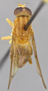 Figure 5a.