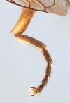 Figure 1d.