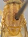 Figure 5b.