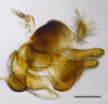 Figure 9a.