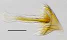 Figure 4c.