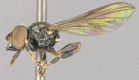 Figure 11d.