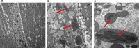 Fig. 7