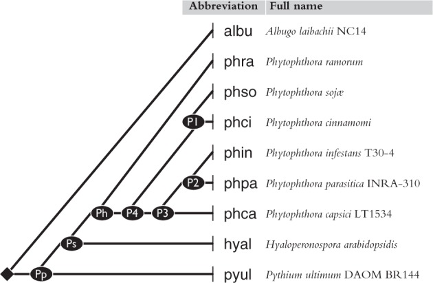 Fig. 1.—