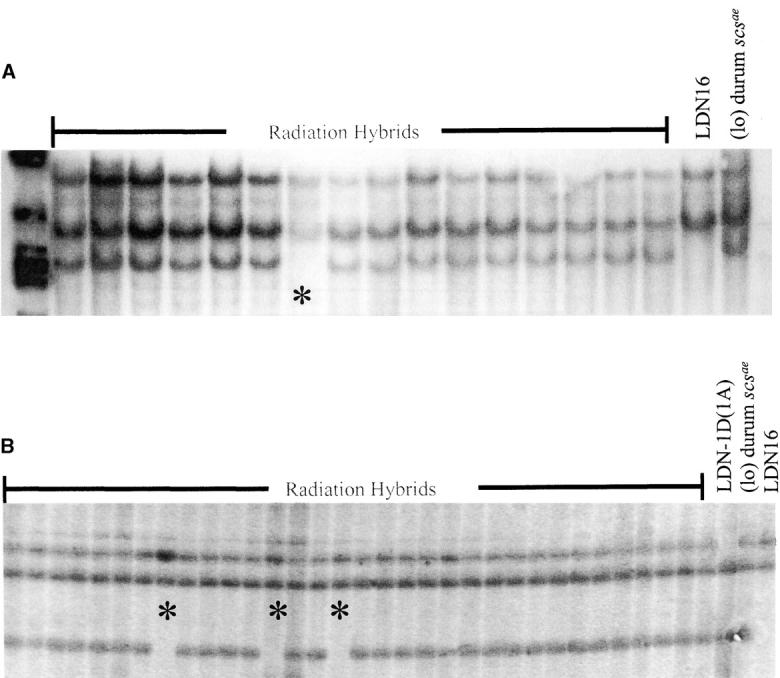 Figure 4.—