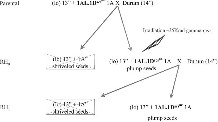 Figure 1.—