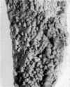 Fig. 6