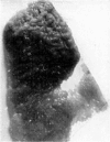 Fig. 5