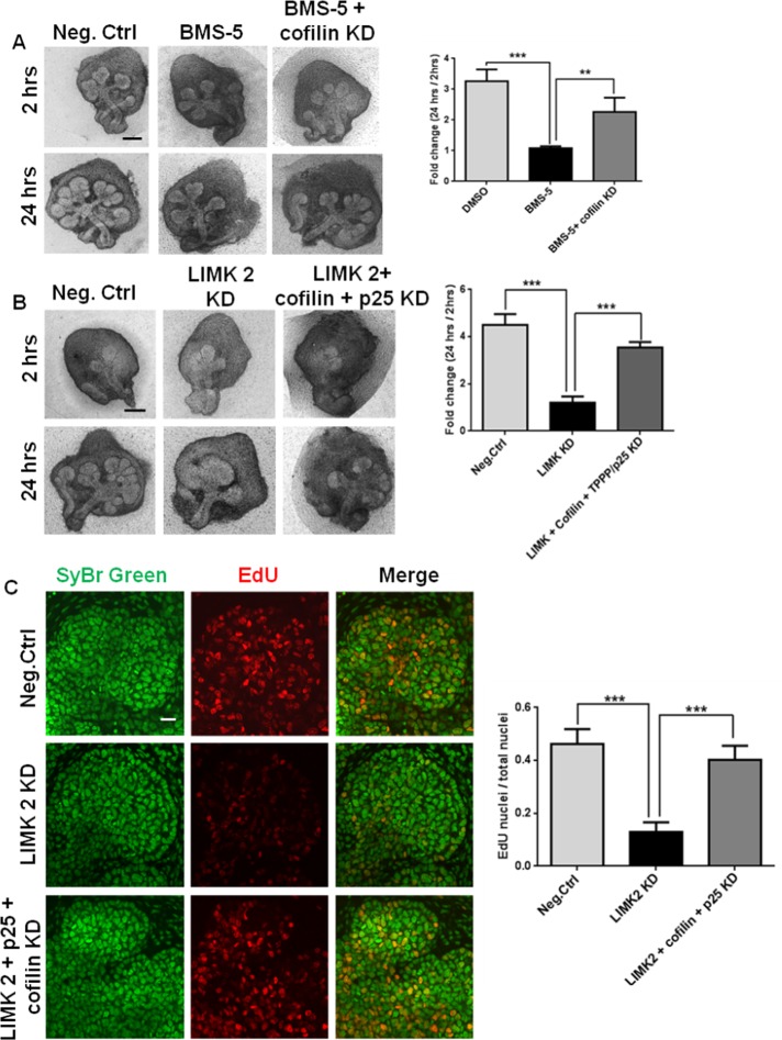 FIGURE 9: