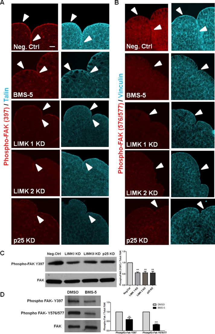 FIGURE 6: