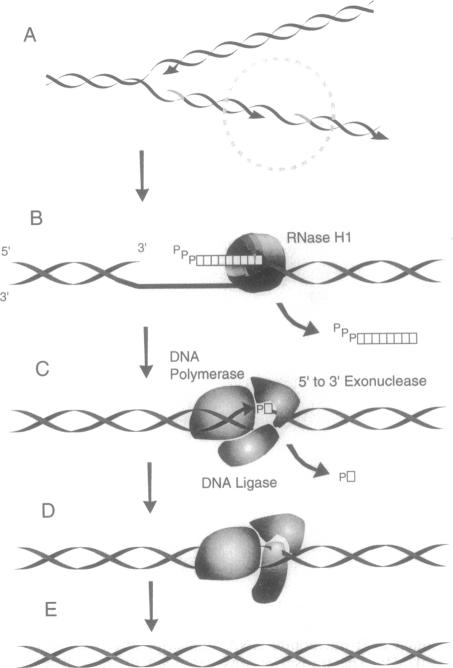 graphic file with name pnas01143-0151-a.jpg