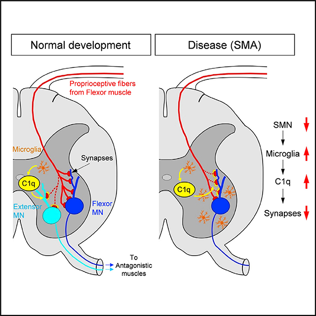 graphic file with name nihms-1545831-f0001.jpg